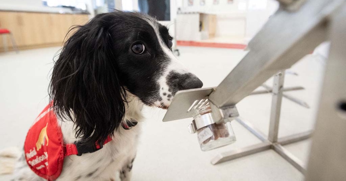 
  Dog sniffing a test 
