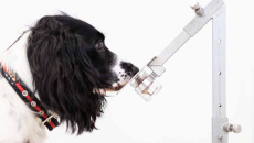 Medical detection dog